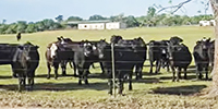 120	Angus & Black Baldy Cows... N. Central TX