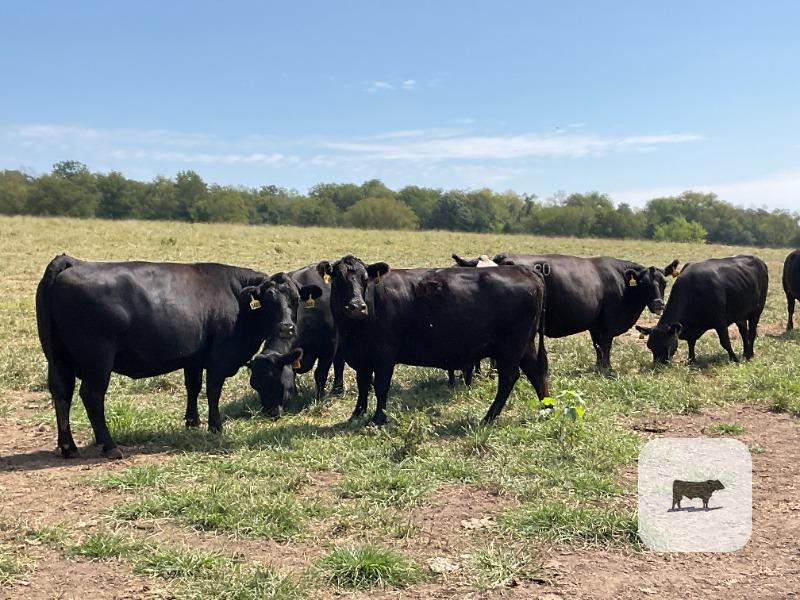 Cattle Range Listing Photo
