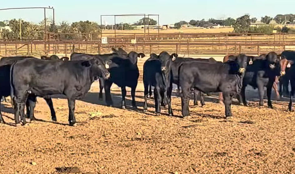 Cattle Range Listing Photo
