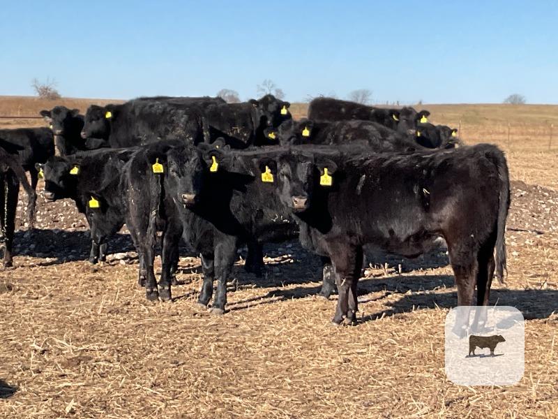 Cattle Range Listing Photo