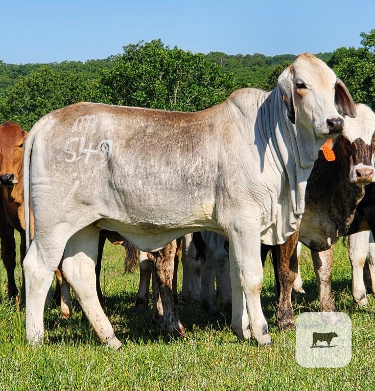 Cattle Range Listing Photo