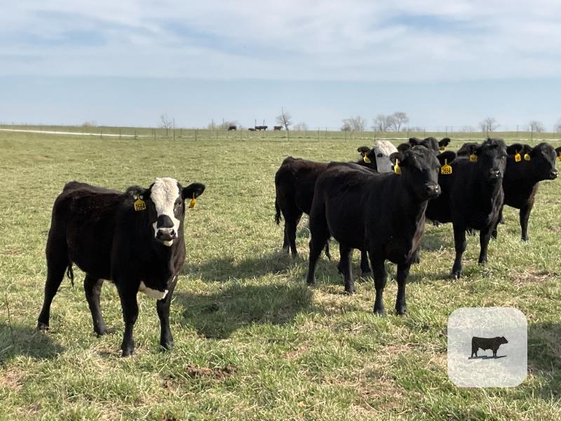 Cattle Range Listing Photo