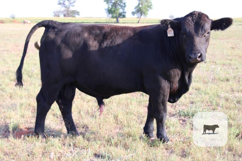 Cattle Range Listing Photo