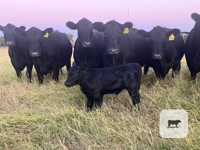 Cattle Range Listing Photo