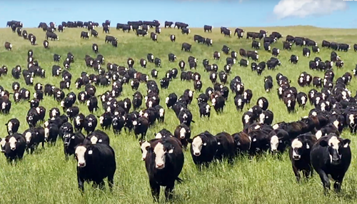 USDA Plan to Rebuild Beef Herd will not include Producer Payments