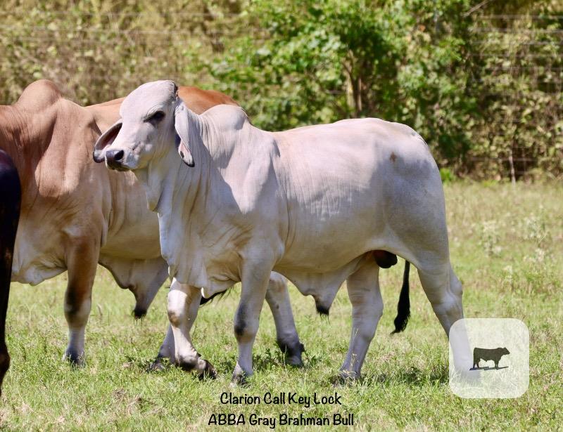 Cattle Range Listing Photo