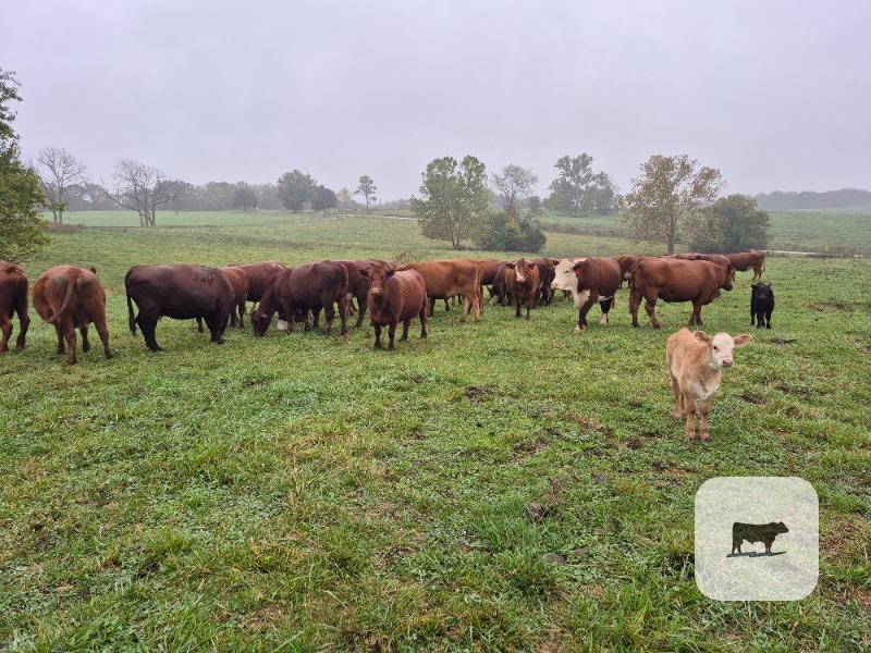 Cattle Range Listing Photo 5