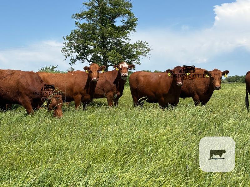 Cattle Range Listing Photo