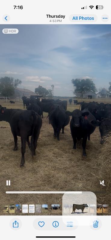 Cattle Range Listing Photo 2