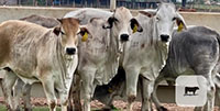 10 Grey & Red Brahman Rep. Heifers... Central TX