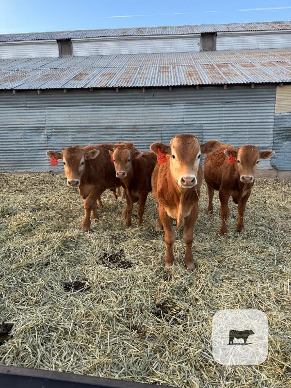 Cattle Range Listing Photo