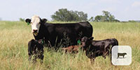 6 Angus Pairs... Central TX