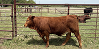 5 Purebred Beefmaster Rep. Heifers... North TX