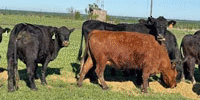 60 Angus & Angus Plus Cows... North TX
