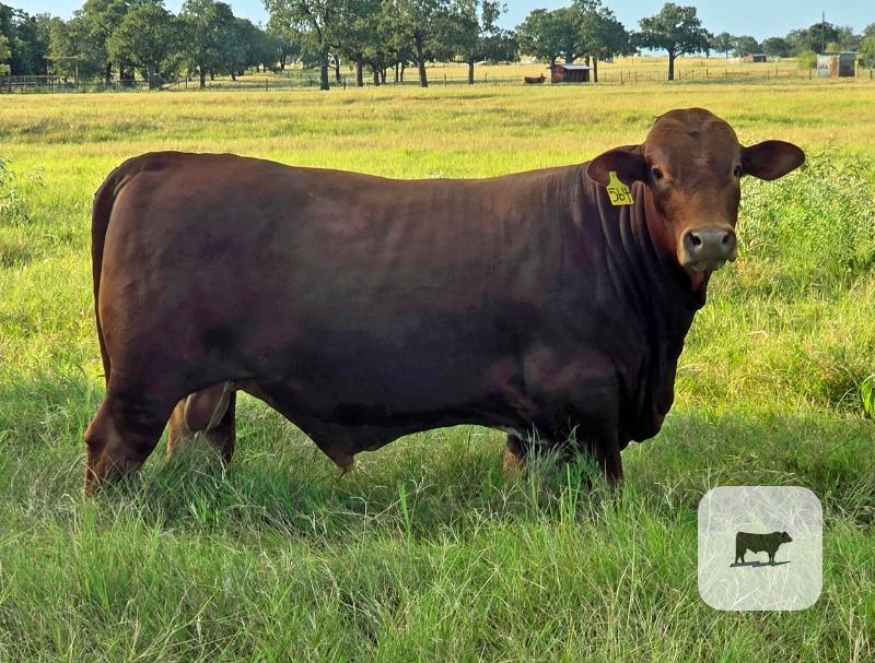 Cattle Range Listing Photo