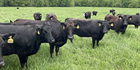 40 Angus & BMF Cows... Southwest MO