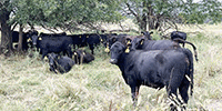 300	Angus & BWF Rep. Heifers... Southwest MO