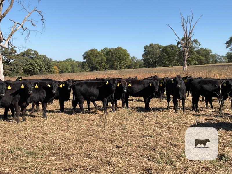 Cattle Range Listing Photo 2