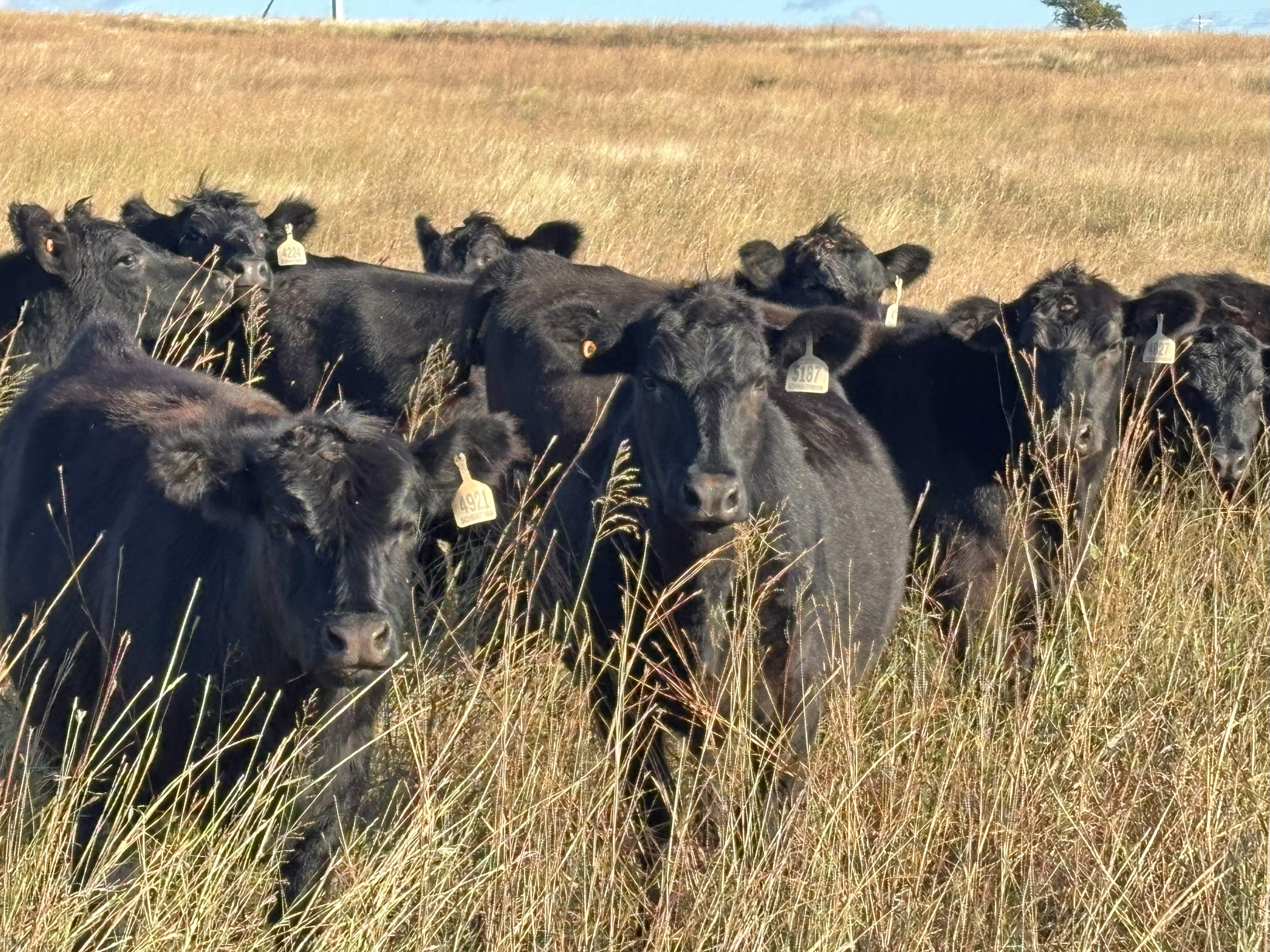 Cattle Range Listing Photo