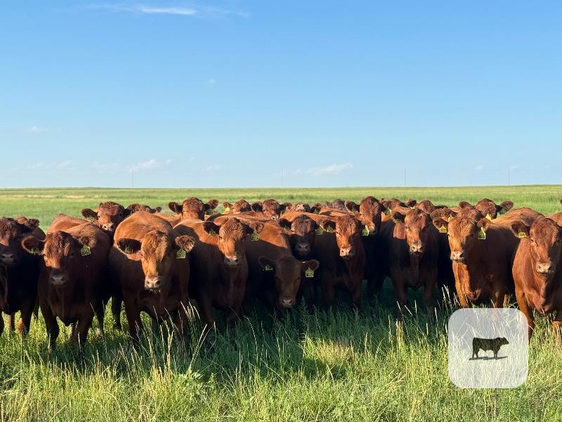 Cattle Range Listing Photo