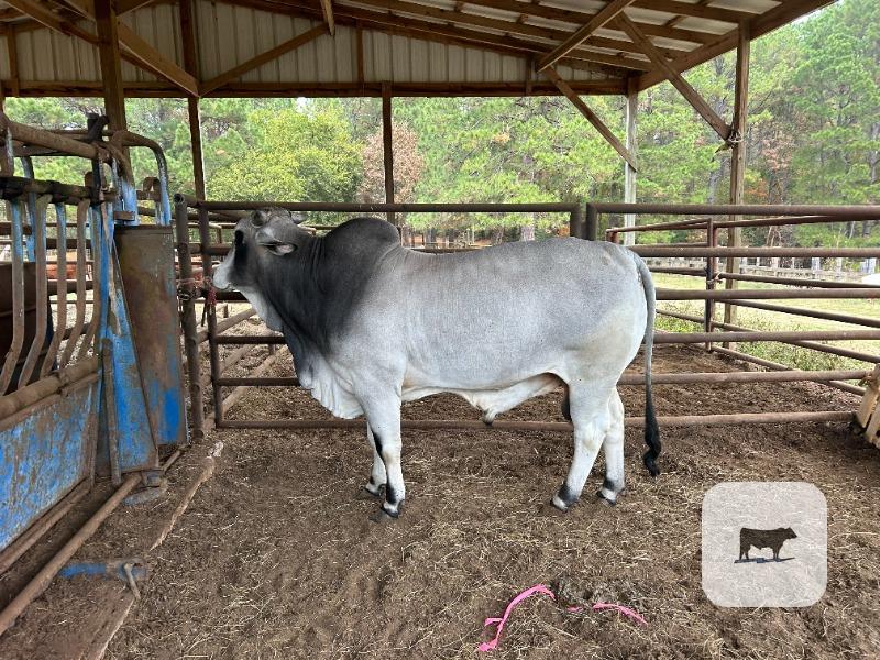 Cattle Range Listing Photo