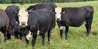 80 Angus/Brangus Pairs... Central MS