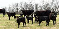 18 Angus & Black Baldy 1st-Calf Pairs... Southwest MO