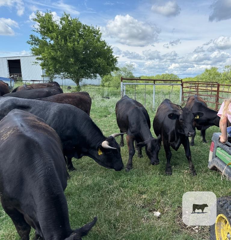 Cattle Range Listing Photo