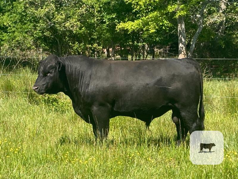 Cattle Range Listing Photo