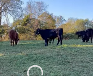 Cattle Range Listing Photo