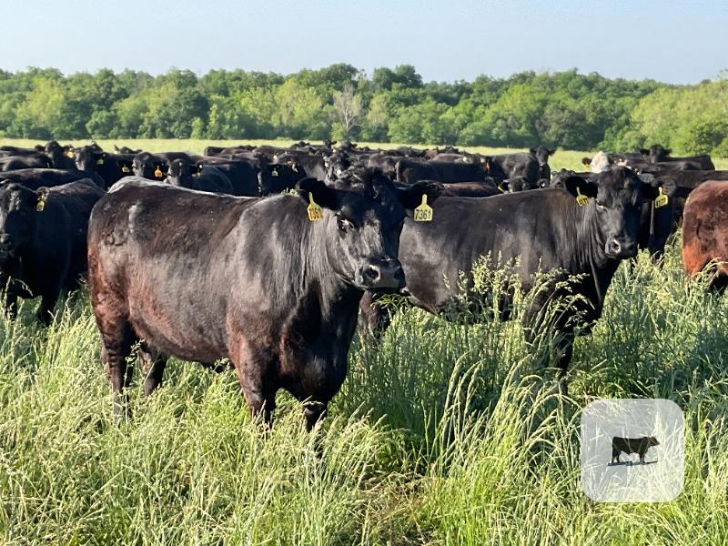 Cattle Range Listing Photo