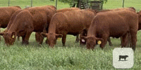 115 Red Angus Rep. Heifers... Central TX