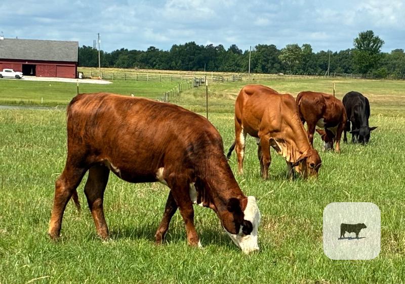 Cattle Range Listing Photo