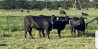 45 Brangus & Brangus Baldy Bred Heifers... East TX