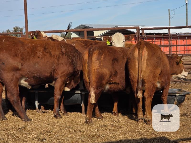 Cattle Range Listing Photo