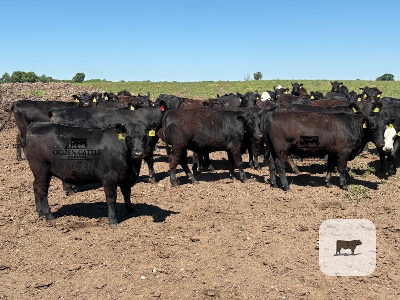Cattle Range Listing Photo