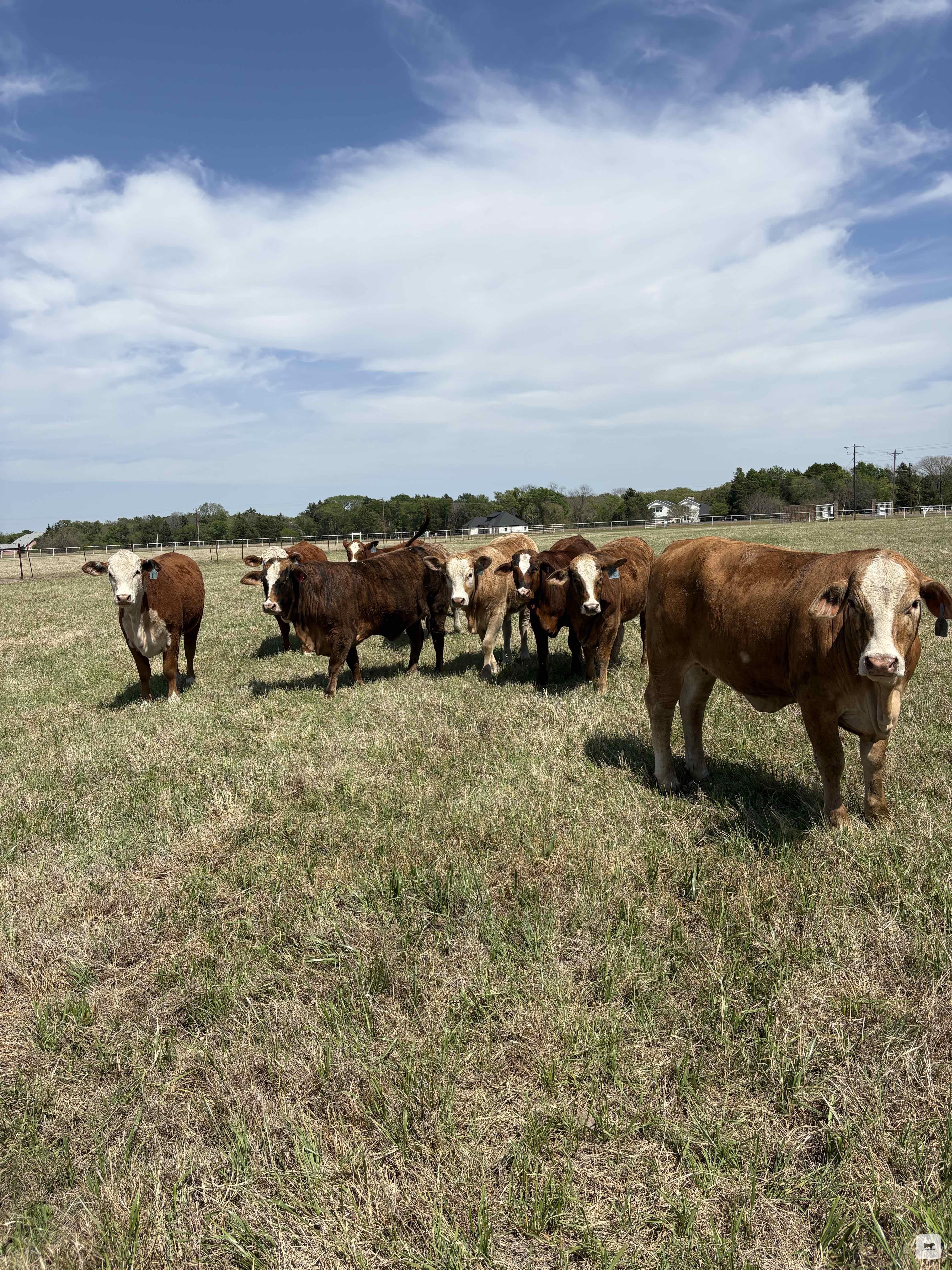 Cattle Range Listing Photo