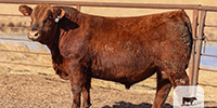 15 Reg. Red Angus Bulls... Southeast NE