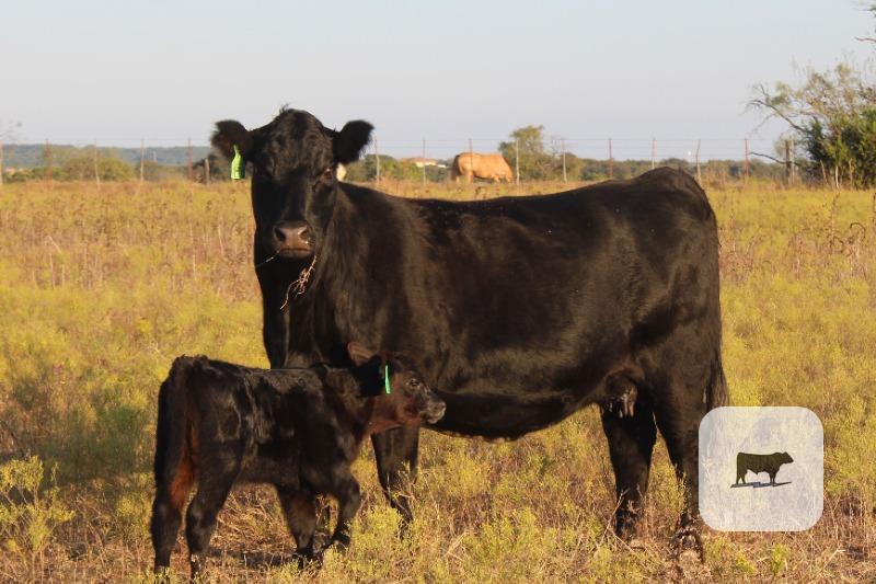 Cattle Range Listing Photo