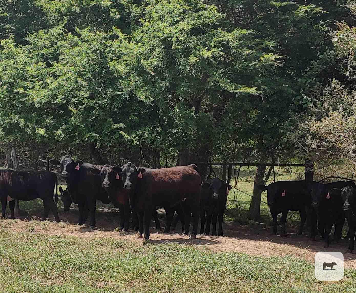 Cattle Range Listing Photo