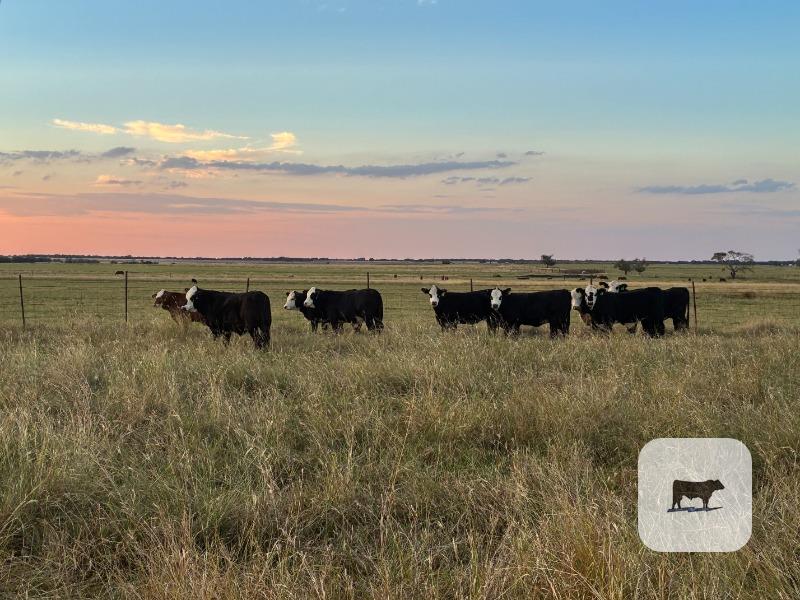 Cattle Range Listing Photo