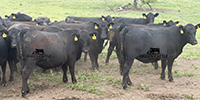 55 Angus & Black Baldy Bred Heifers... SW Missouri