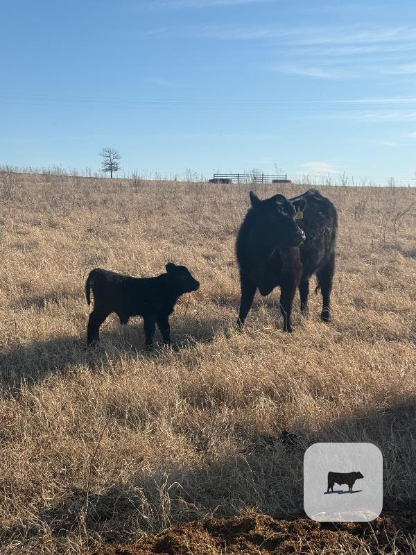 Cattle Range Listing Photo