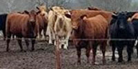 52 Red Angus & Red Angus Cross Bred Heifers... Northeast OK