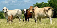 13 Brahman & Brahman Cross Cows w/ 1+ Calves... Central TX