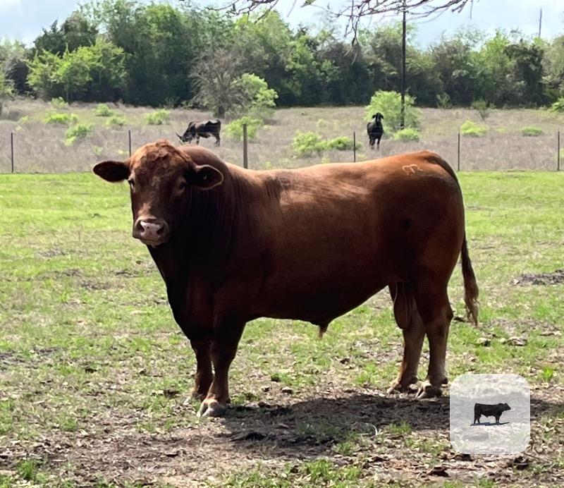 Cattle Range Listing Photo