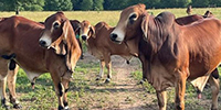 6 Red Brahman Bulls... Southwest AR