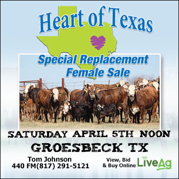 Johnson Cattle Marketing Heart of Texas Special Replacement Female Sale
