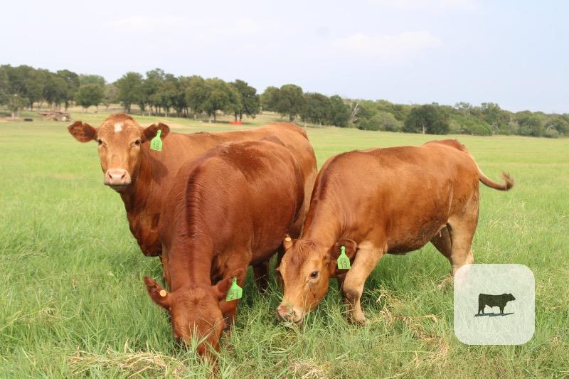 Cattle Range Listing Photo