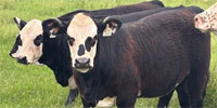 9 Brangus 'Super Baldy' Rep. Heifers... N. Central LA